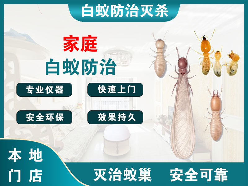 梁溪区家庭白蚁防治